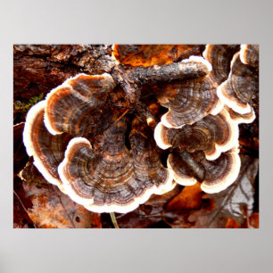 Turkiet Svan Fungi Poster