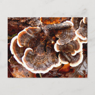 Turkiet Svan Fungi-vykort Vykort
