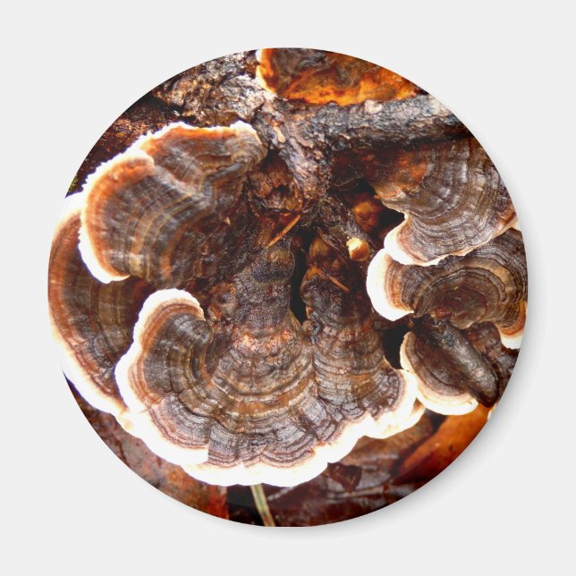 Turkiet Svan Mushroom Magnet (Framsidan)