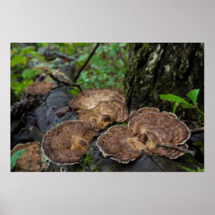 Turkiet svanchampinjoner som naturligt växer poster