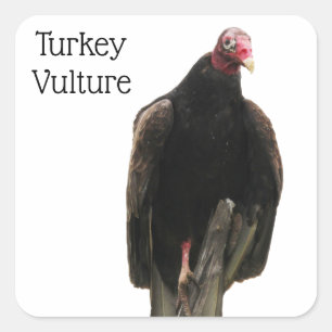 Turkiet Vculture Fyrkantigt Klistermärke