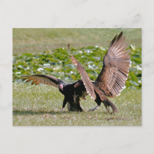 Turkiet Vculture Photo Postcard Vykort