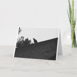 Turkiet Vculture Silhouette, kort