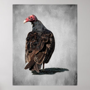 TURKIET VULTURE BUZZARD POSTER