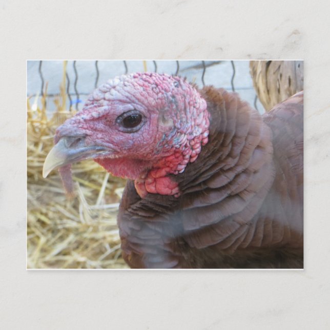 Turkiet Vykort (Framsida)