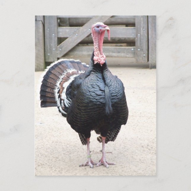 Turkiet-vykort Vykort (Framsida)