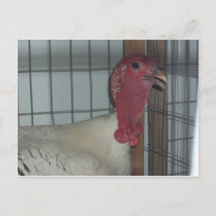 Turkiets profil vykort