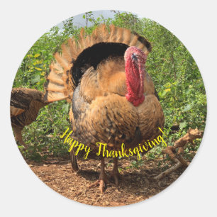 Turkiets Thanksgiving av djur Runt Klistermärke