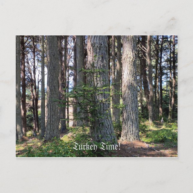 Turkiets tid! vykort (Framsida)