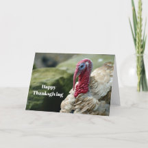 Turkiets vita huvudprofil Foto-Thanksgiving