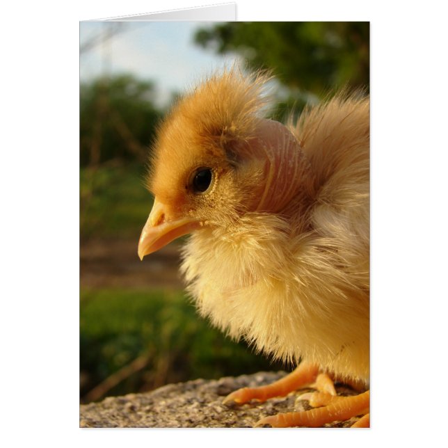 Turkin Chick Hälsningskort (Framsidan)