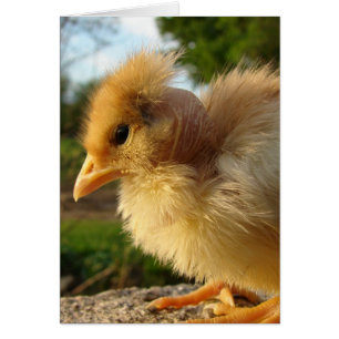 Turkin Chick Hälsningskort