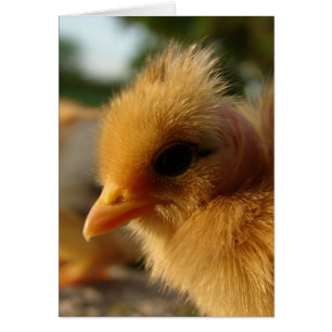 Turkin Chick Hälsningskort