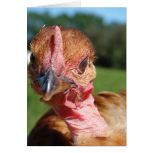Turkin Pullet Hälsningskort