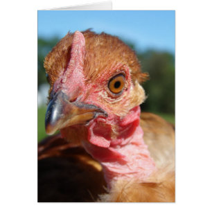 Turkin Pullet Hälsningskort
