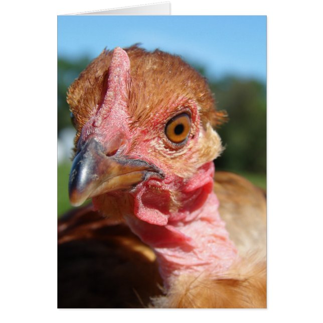 Turkin Pullet Hälsningskort (Framsidan)
