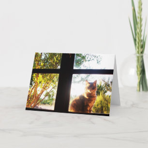 TURKISH CAT I FÖNSTRET KORT