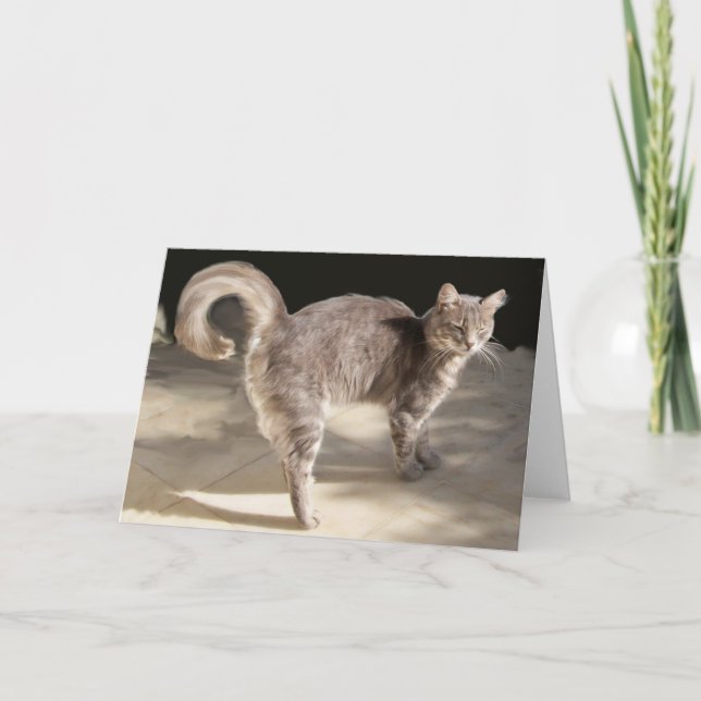 TURKISH CAT KORT (Framsida)