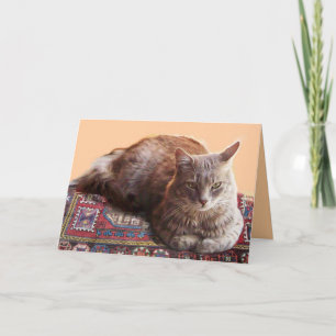 TURKISH CAT PÅ GAMN CARPET KORT