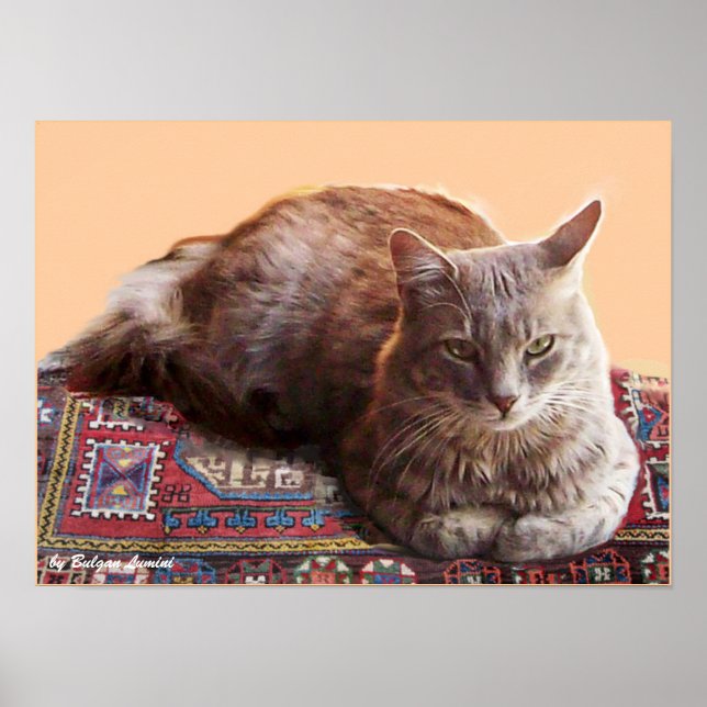 TURKISH CAT PÅ GAMN CARPET POSTER (Framsidan)