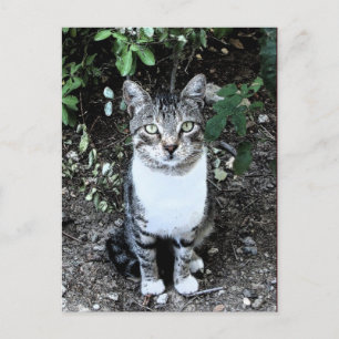 TURKISH CAT RONIN I GARDEN VYKORT