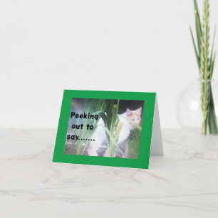 TURKISH VAN PEEKAR UT FÖR ATT SÄGA GRATTIS PÅ FÖDE TACK KORT