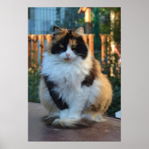 Turkish Van Poster