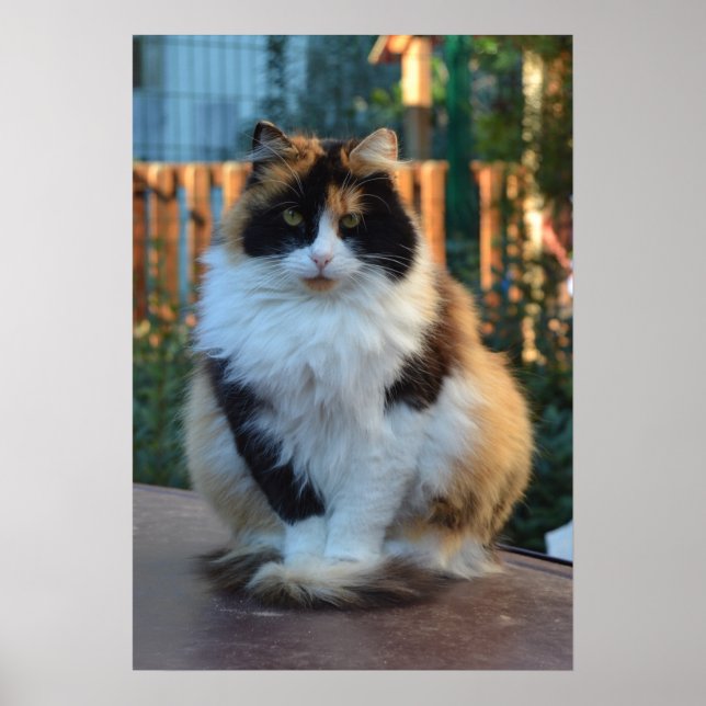 Turkish Van Poster (Framsidan)