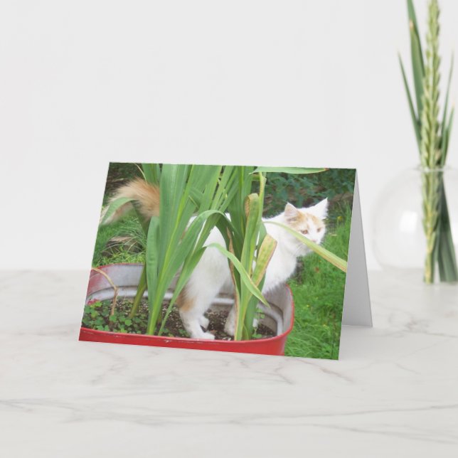 TURKISH VAN SAYS **LYCKLIG AUGUST BIRTHDAY** KORT (Framsida)