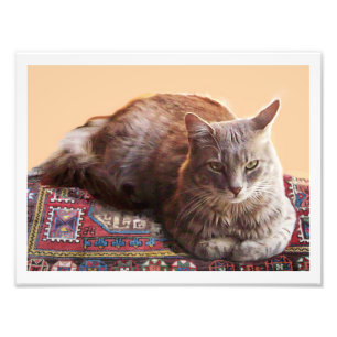 TURKISK KATT PÅ DEN GAMLA MATTAN FOTOTRYCK
