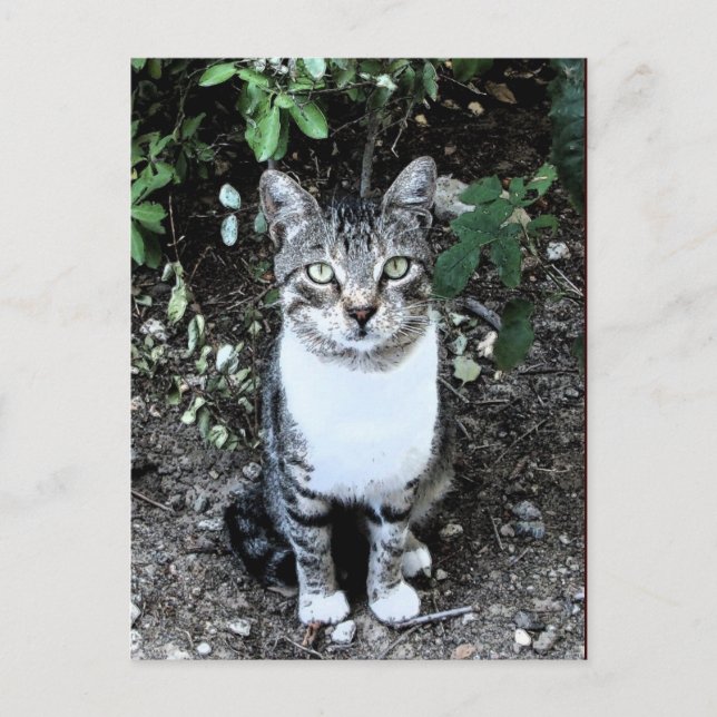 TURKISK KATT RONIN I TRÄDGÅRDEN VYKORT (Framsida)
