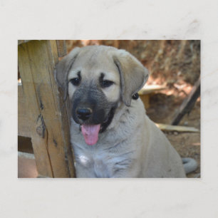 Turkisk Shepherd Kangal Puppy Vykort