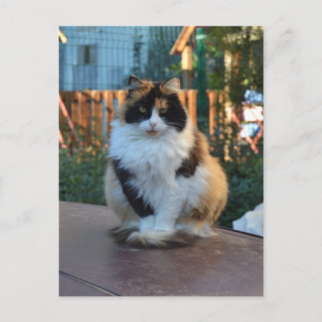 Turkisk skåpbil vykort (Framsida)