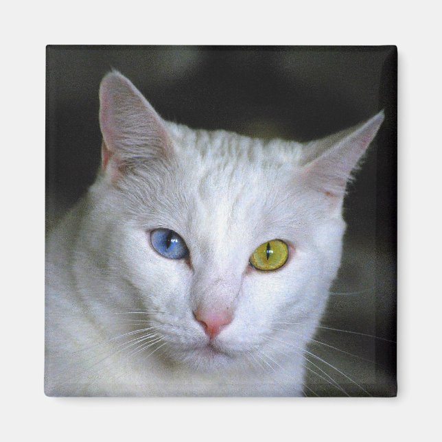 Turkiska Angora Cat Magnet (Framsidan)