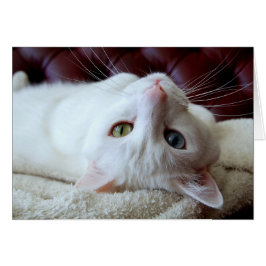 Turkiska Angora Cat Odd Öga Card Hälsningskort