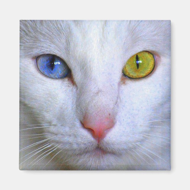 Turkiska Angora Cat Odd Öga Magnet (Framsidan)
