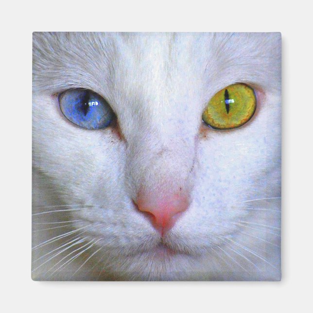 Turkiska Angora Cat Odd Öga Magnet (Framsidan)