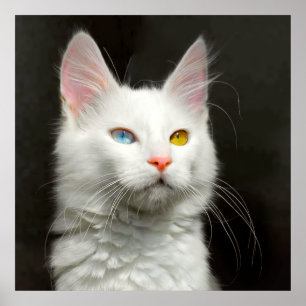Turkiska ANGORA CAT Poster
