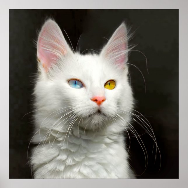 Turkiska ANGORA CAT Poster (Framsidan)