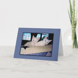 Turkiska Angora Kittens hälsningskort Kort
