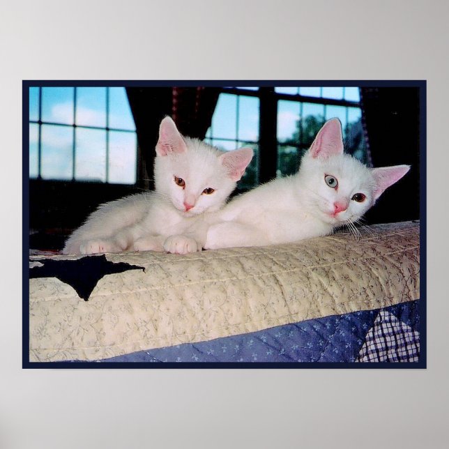 Turkiska Angora Kittens Poster (Framsidan)