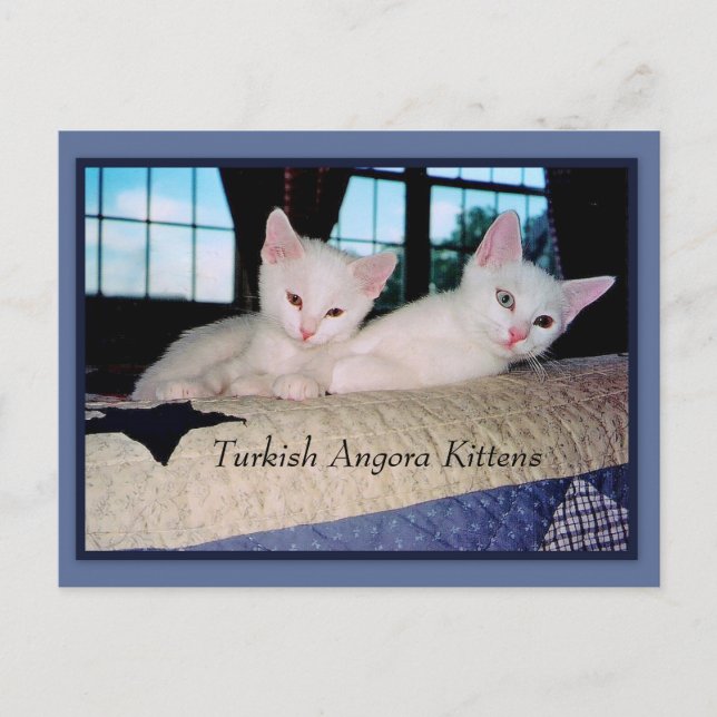 Turkiska Angora Kittens Vykort (Framsida)