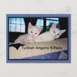 Turkiska Angora Kittens vykort
