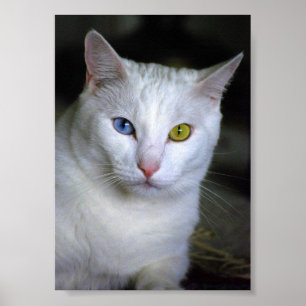 Turkiska angorakatt med missmatchat Ögon Poster