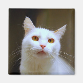 Turkiska Van Cat Magnet