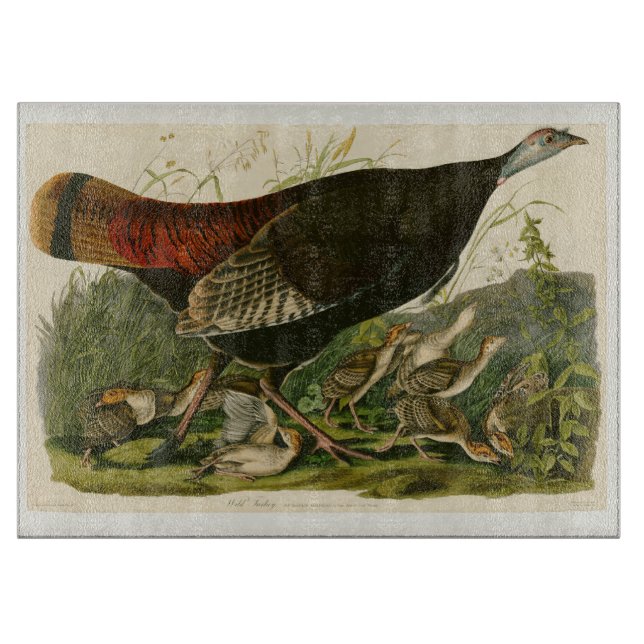 Turkiska Vilden Audubon Bird Painting (Framsidan)