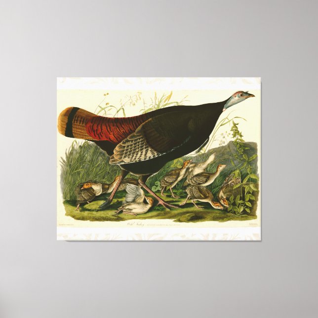 Turkiska Vilden Audubon Bird Painting Canvastryck (Framsida)
