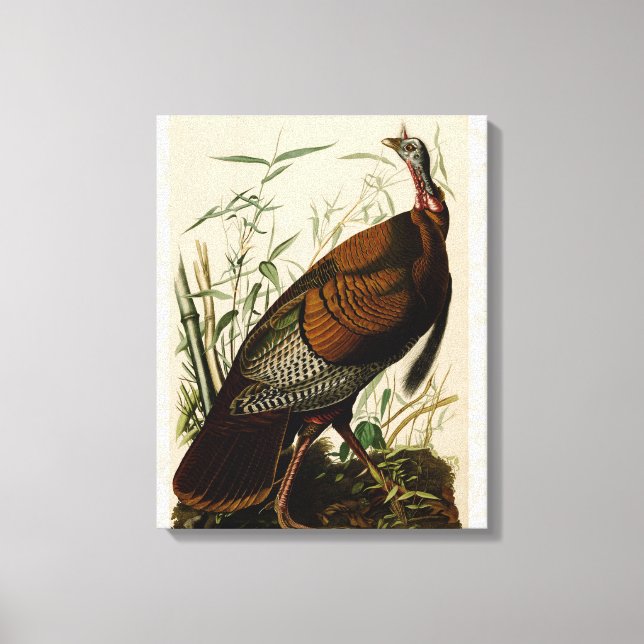 Turkiska Vilden Audubon Bird Painting Canvastryck (Framsida)