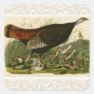 Turkiska Vilden Audubon Bird Painting Fyrkantigt Klistermärke