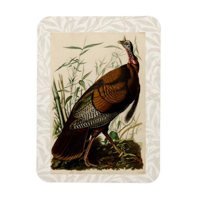Turkiska Vilden Audubon Bird Painting Magnet (Vertikal)